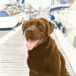 Ralphie - Chocolate Labrador