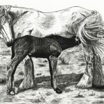 Shire Horse with Foal